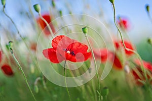 Flowers Red poppies blossom on wild field.