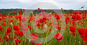Flowers Red poppies blossom on wild field. Anzac Dat. Remembrance day. Red poppy flower posters, banner, header for