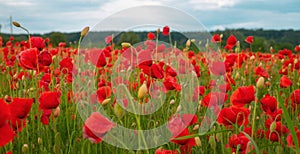 Flowers Red poppies blossom on wild field. Anzac Dat. Remembrance day. Red poppy flower posters, banner, header for photo