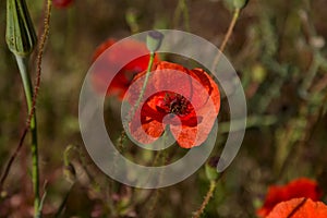 Flowers Red poppies blossom on wild field. Beautiful field red p