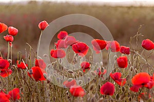 Flowers Red poppies blossom on wild field. Beautiful field red p