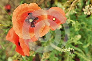 Flowers Red poppies blossom on wild field. Beautiful field red poppies.