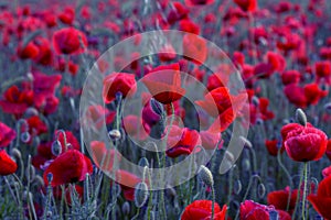 Flowers Red poppies blossom on wild field. Beautiful field red poppies with selective focus. Natural drugs. Glade of red poppies.