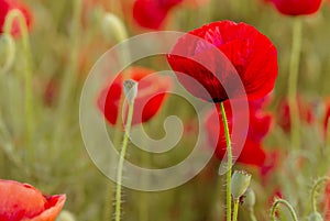 Flowers Red poppies blossom on wild field. Beautiful field red poppies with selective focus. Natural drugs. Glade of red poppies.