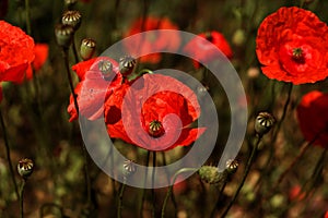 Flowers Red poppies blossom on wild field. Beautiful field red poppies with selective focus. Natural drugs. Glade of red poppies.