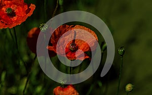 Flowers Red poppies blossom on wild field. Beautiful field red poppies with selective focus. Natural drugs. Glade of red poppies.