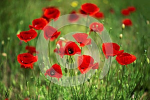 Flowers Red poppies blossom on wild field. Beautiful field red poppies with selective focus. soft light. Natural drugs.