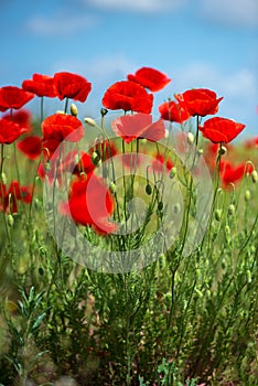 Flowers Red poppies blossom on wild field. Beautiful field red poppies with selective focus. soft light. Natural drugs.