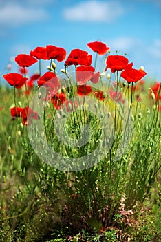 Flowers Red poppies blossom on wild field. Beautiful field red poppies with selective focus. soft light. Natural drugs.