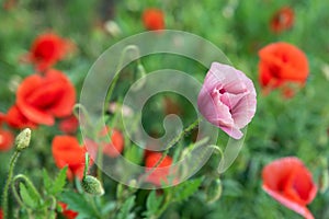 Flowers Red poppies blossom on wild field. Beautiful field red poppies with selective focus. soft light. Natural drugs. Glade of
