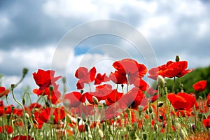 Flowers Red poppies blossom on wild field. Beautiful field red poppies with selective focus. soft light. Natural drugs.