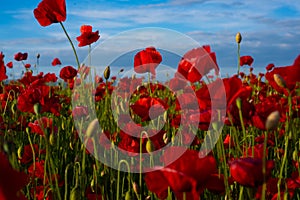 Flowers Red poppies blossom on wild field. The remembrance poppy - poppy field. Flower for Remembrance Day, Memorial Day