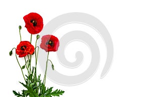 Flowers red poppies Papaver rhoeas, common names: corn poppy, corn rose, field poppy, red weed on a white background