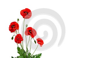 Flowers red poppies Papaver rhoeas, common names: corn poppy, corn rose, field poppy, Flanders poppy, red weed, coquelicot,