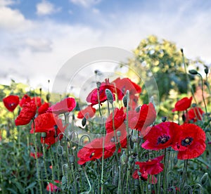 Flowers red poppies  Papaver rhoeas, corn poppy, corn rose, field poppy, red weed, coquelicot  on a background sky with clouds