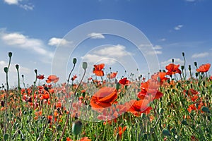 Flowers red poppies  Papaver rhoeas, corn poppy, corn rose, field poppy, red weed, coquelicot  on field on a background blue sky