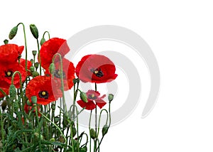 Flowers red poppies  Papaver rhoeas, corn poppy, corn rose, field poppy, red weed, coquelicot  on a white background