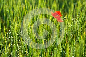 Flowers Red Poppies Papaveraceae blossom on green wheat field.