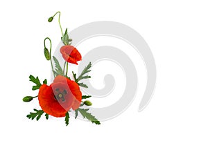 Flowers red poppy and buds  Papaver rhoeas, common names: corn poppy, corn rose, field poppy, red weed  on a white background