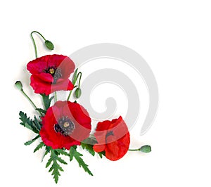 Flowers red poppy and buds  Papaver rhoeas, corn poppy, corn rose, field poppy, red weed  on a white background