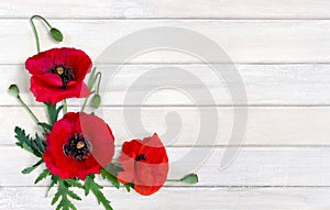 Flowers red poppy img