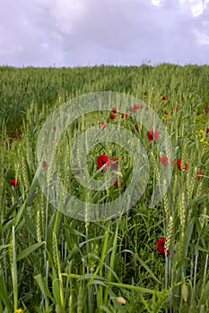 Flowers of red poppy on the field of green ears of wheat. Sky in the clouds