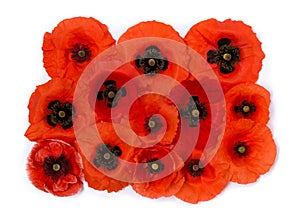 Flowers red poppy  Papaver rhoeas, corn poppy, corn rose, field poppy, red weed  on a white background. Top view, flat lay