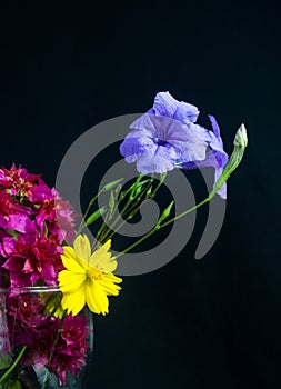 Flowers, red, purple, yellowBlack background