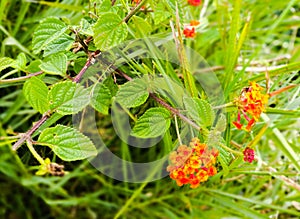 Flowers red rose green garden outdoor