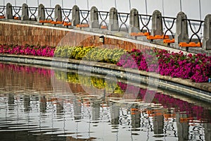 Flowers reflection photo