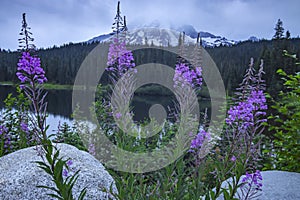 Flowers at Reflection Lake in Rainier National Park, Washington State.