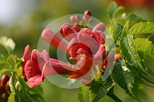 Flowers in the Refuge