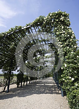 Flowers in Reggia di venaria near turin