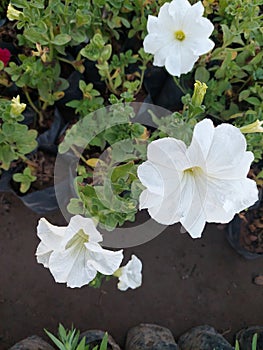 flowers are relatively easy to grow, can survive in hot climates. Garden petunia require hours of sunlight each day.