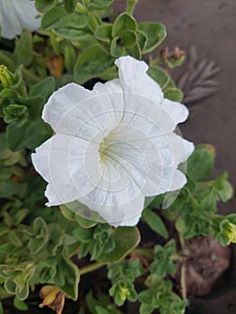 flowers are relatively easy to grow, can survive in hot climates. Garden petunia require hours of sunlight each day.