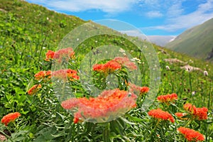 Flowers Rhodiola rosea Golden root