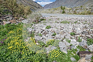 Flowers rhodiola rosea mountains river summer clouds