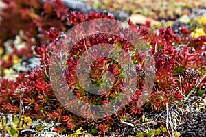 Flowers Rhodiola rosea roseroot mountains