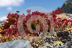 Flowers Rhodiola rosea roseroot mountains