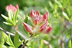 The Flowers rhododendron