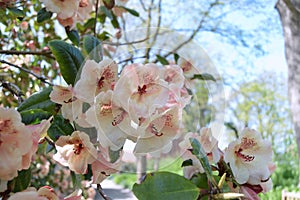 The Flowers rhododendron