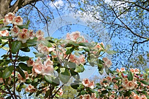 The Flowers rhododendron