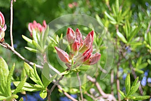 The Flowers rhododendron