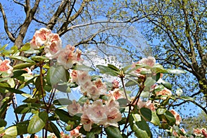 The Flowers rhododendron