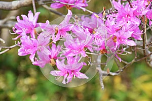 Flowers of Rhododendron dilatanum