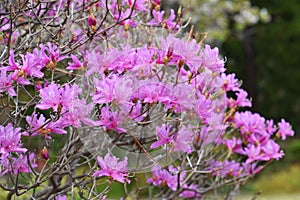 Flowers of Rhododendron dilatanum