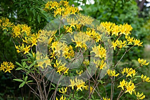 Flowers rhododendron luteum plants photo