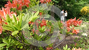 Flowers of rhododendron mollis in the park in spring and a young couple in the distance