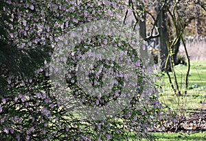 Flowers of Ribes Sanguineum Glutinosum.