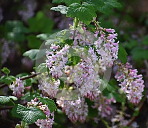 Flowers of Ribes Sanguineum Glutinosum.